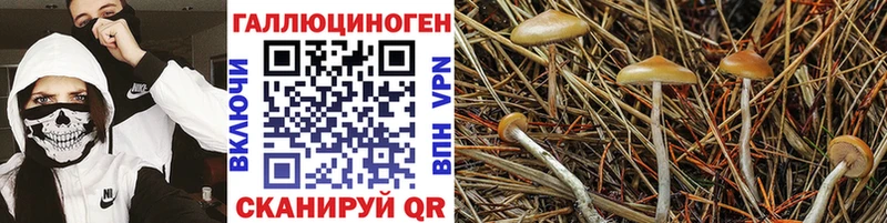Купить закладки  Кириши  Псилоцибиновые грибы GOLDEN TEACHER 